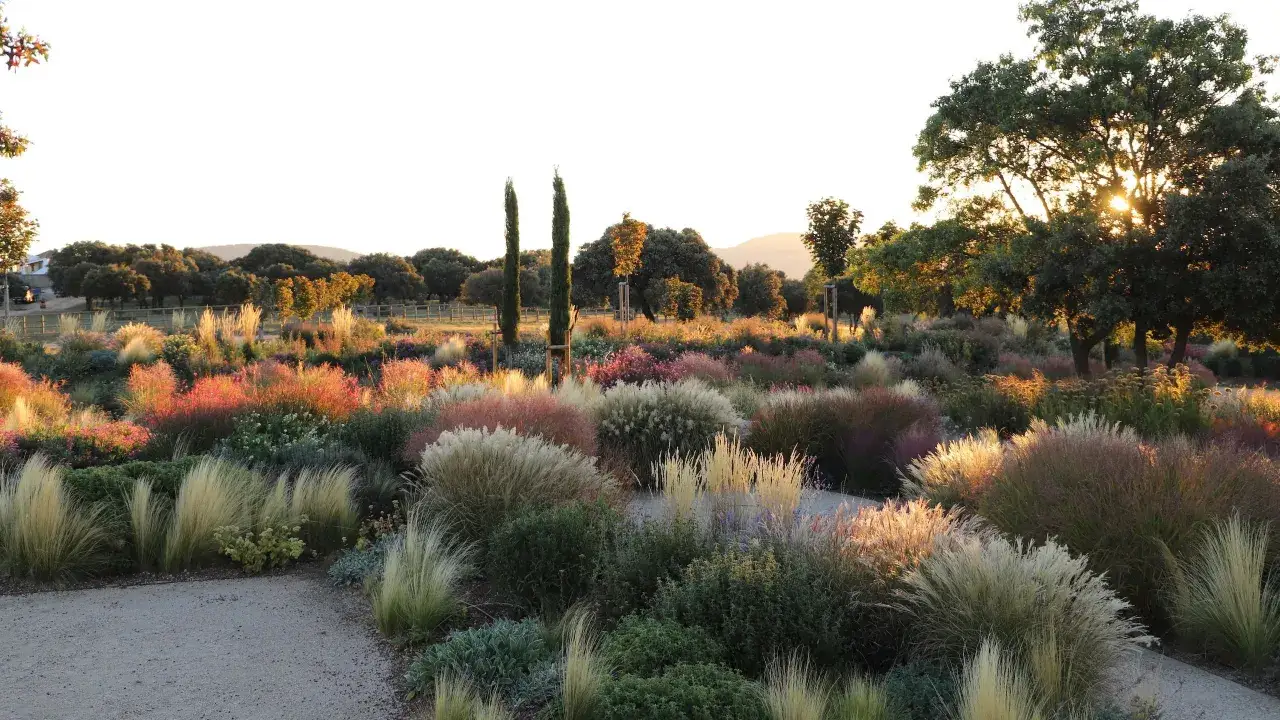 Un jardín diseñado por paisajistas de jardines, con céspedes ornamentales y arbustos en tonos rojizos y dorados, iluminado por el sol del atardecer.