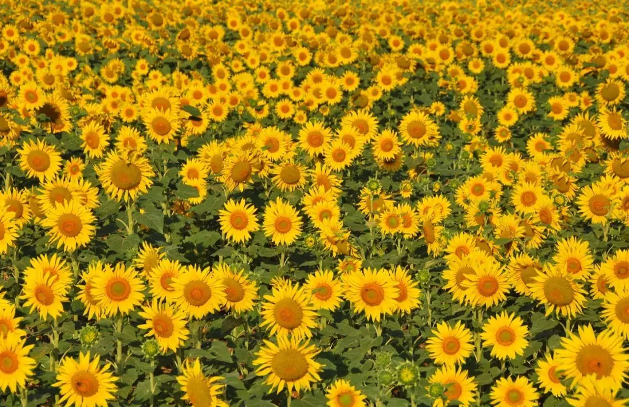 Un campo de girasoles vibrantes bajo el sol. Para un crecimiento &oacute;ptimo, los girasoles necesitan pleno sol y suelo bien drenado.