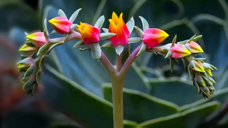 Brote de suculentas de exterior con flores rosadas y amarillas, en primer plano, con hojas verdes desenfocadas al fondo.