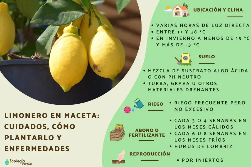 Limonero en maceta: cuidados, cómo plantar un limonero, ubicación, suelo, riego, abono y reproducción.