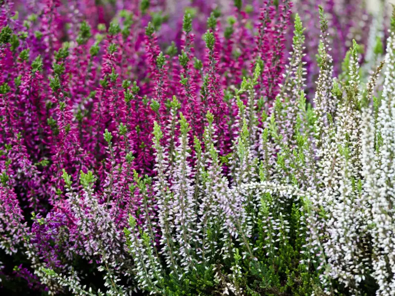 Un campo de brezos en flor, con tonos morados y blancos, ideal para aprender sobre los cuidados del brezo y su exuberante floración.