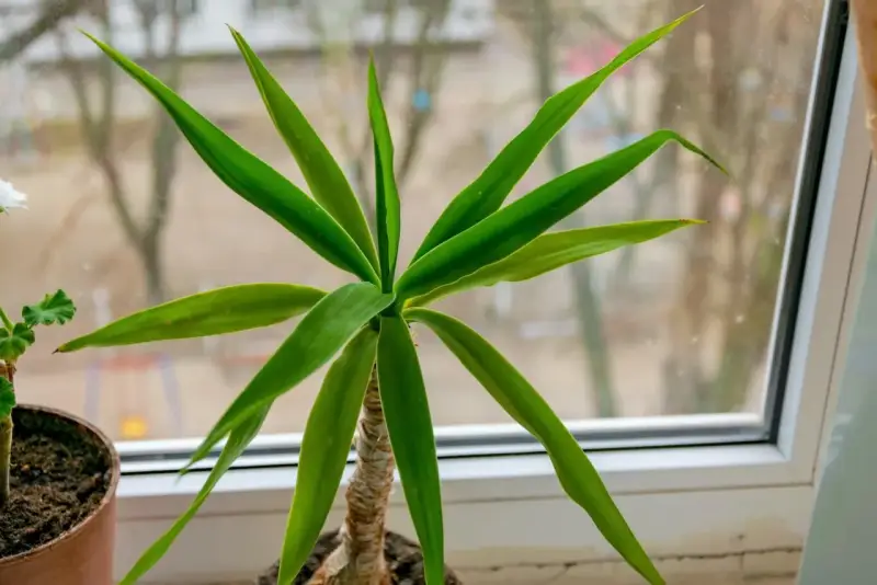 Planta de interior con hojas verdes y un tronco de brasil visible.