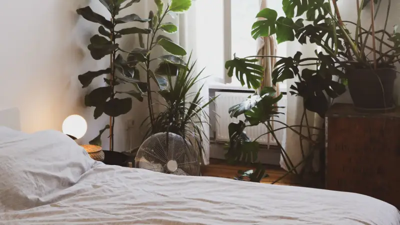 Un dormitorio acogedor con varias plantas para dormitorio, incluyendo una Monstera y un Ficus Lyrata, junto a una cama y una ventana.