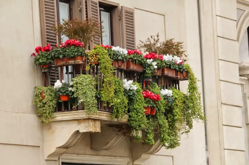 Balcón adornado con cascadas de hiedra y macetas repletas de flores bonitas rojas y blancas, creando un jardín vertical.